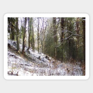 Snowy Sunlit Forest Glade Sticker